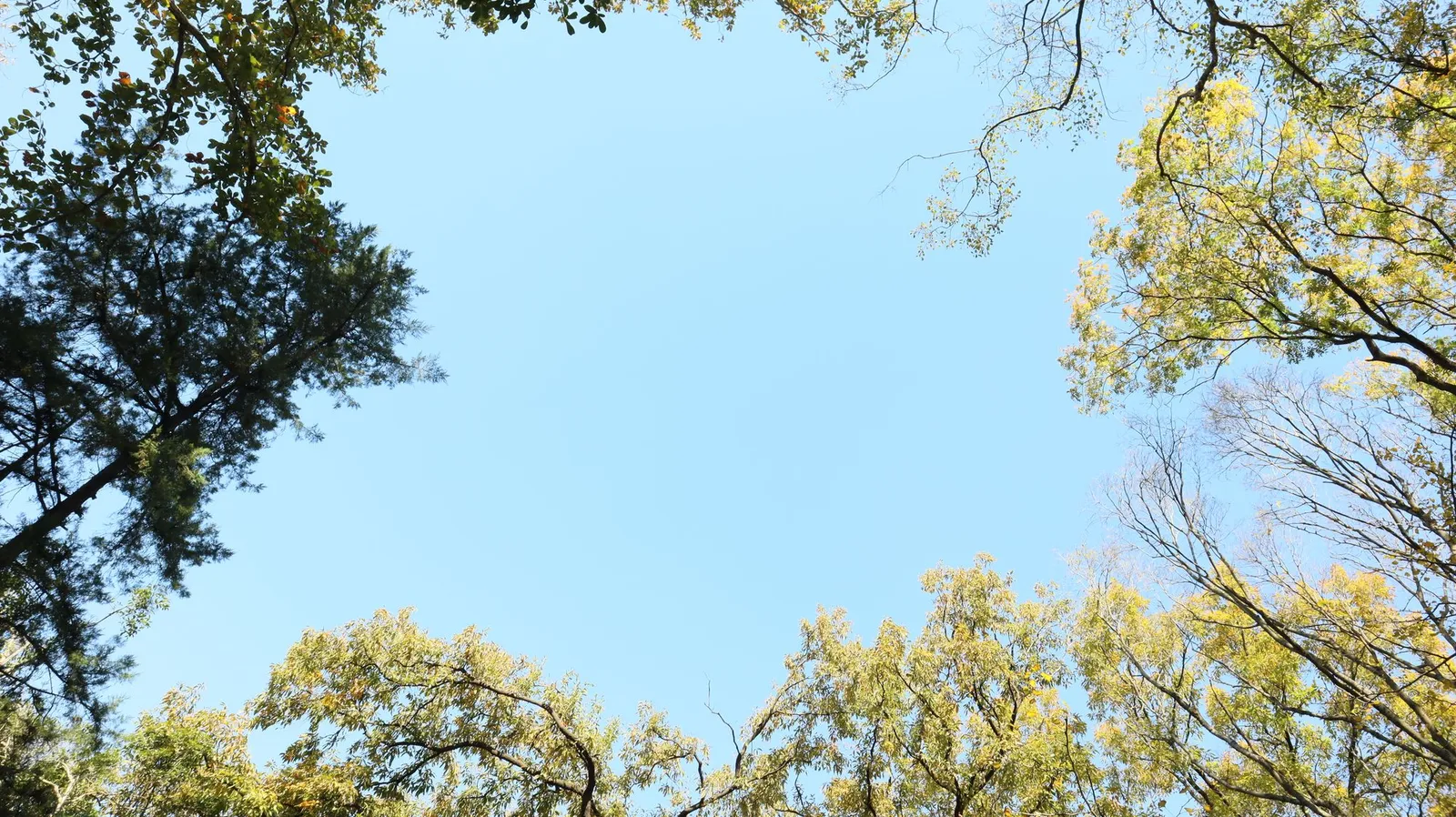 Blue sky framed by autumn tree tops